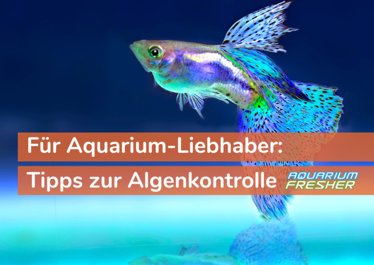 Tipps zur Algenkontrolle, Algenbekämpfung und Wasserqualität von pro aqua